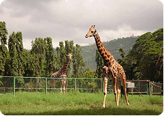 Mysore Zoo